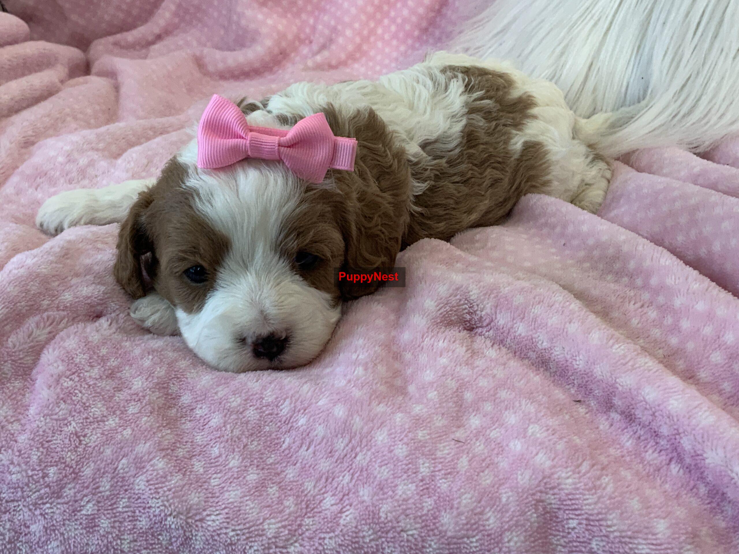 Puppy Thumbnail